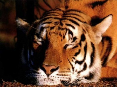 wallpapers-animales-tigres