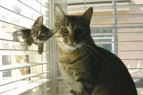 gatos-adulto-cachorro-ventana