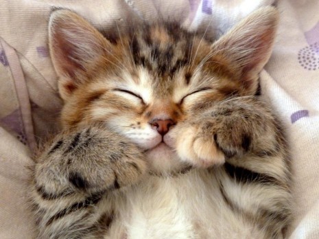 gatosmescat-cute-smile-Favim.com-643877
