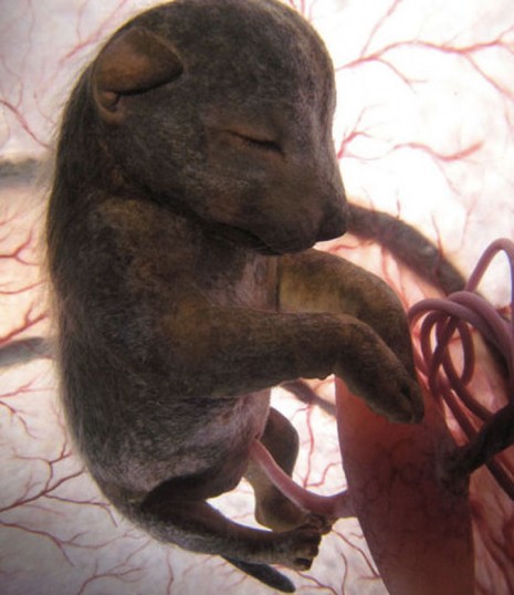 ecografiatridimensionales.jpg imágenes embrionarias.jpgPerro Chihuahua