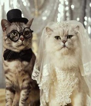 gato-casado