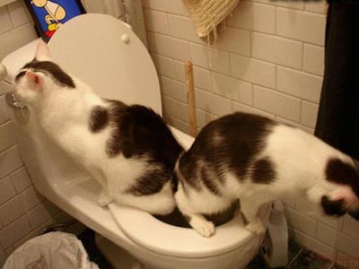 gatos-baño