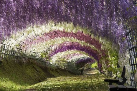El túnel de Wsiteria en los jardines de Kawachi, en Kitakyushu Japón.